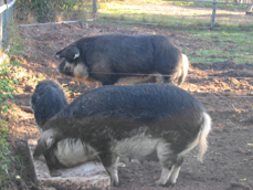 Lotte, Heinz und Rudi